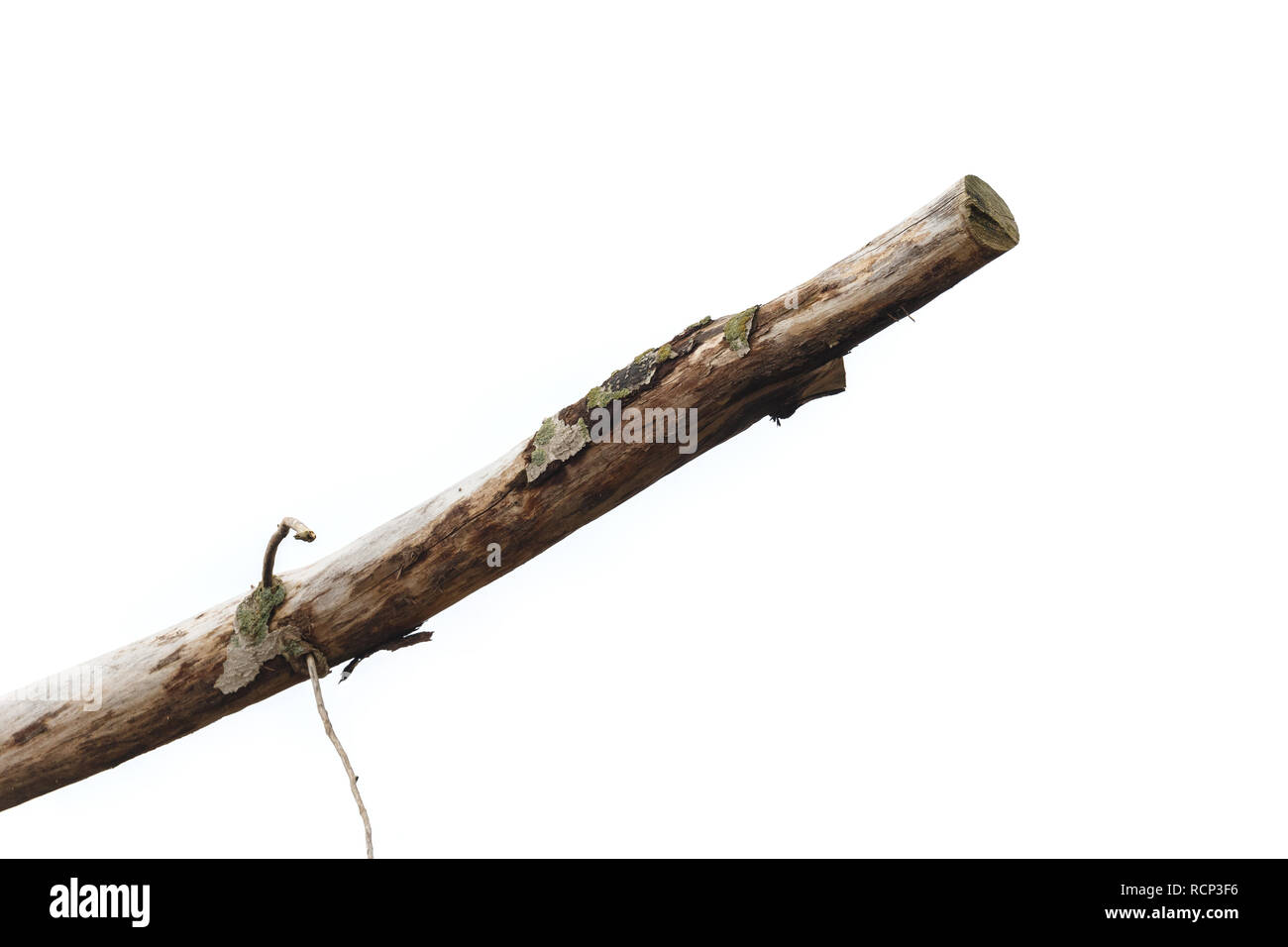 Dry tree branch isolated on white background. Stock Photo