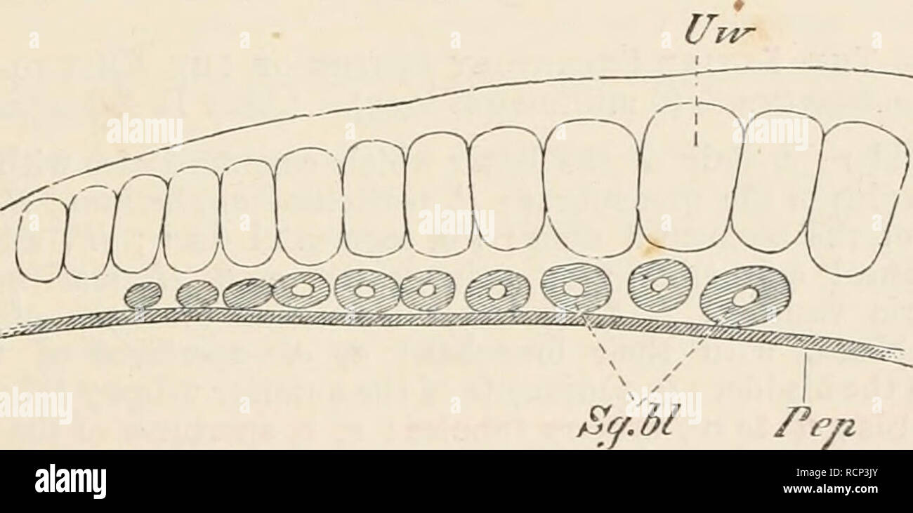 . Elements of the comparative anatomy of vertebrates. Anatomy, Comparative; Vertebrates -- Anatomy. FIG. 234A.—DIAGRAM OF THE (SECONDARY) CONNECTION OF THE MESONEPHIUC TUBULES WITH THE SEGMENTAL DUCT (8G). The two anterior tubules are already connected with the duct, while the two posterior have not yet reached so far. ST, nephrostome ; M, glomerulus ; DS, coiled glandular tubule ; ES, terminal portion of latter.. FIG. 234s.—HORIZONTAL SECTION THROUGH AN EMBRYO OF Laccrta aailis (After M. Braun.) Pep, peritoneal epithelium ; Sg.bl, segmental vesicles ; Uw, mesoblastic somites. (glomerulus) (M Stock Photo