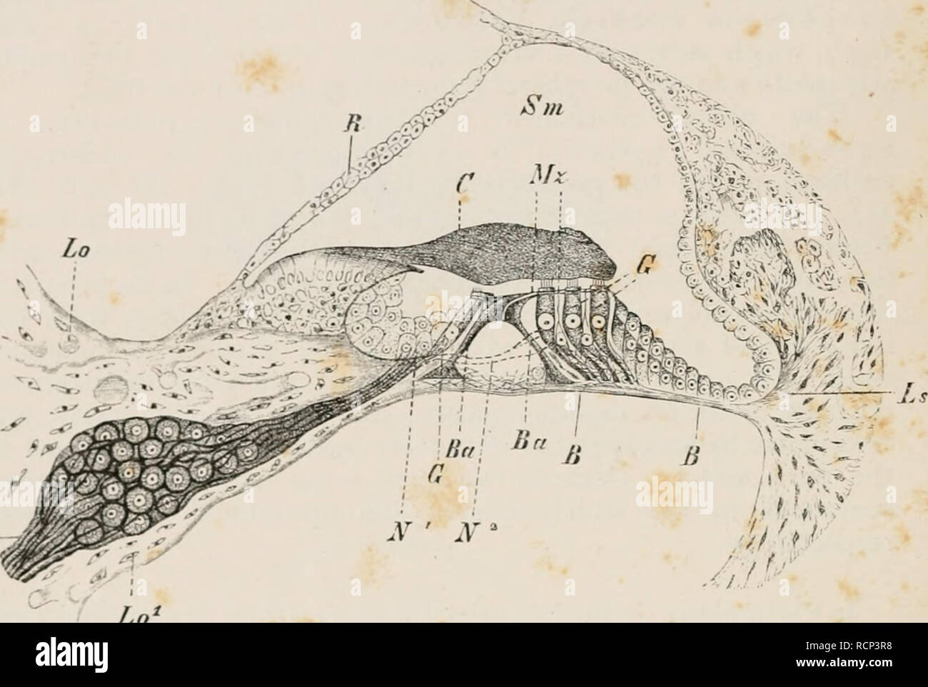 Elements Of The Comparative Anatomy Of Vertebrates Anatomy Comparative Vertebrates Anatomy 6 Comparative Anatomy Histology Of The Mammalian Cochlea Tin Filuvs Df The Auditory Nerve Running Along The Axis Of