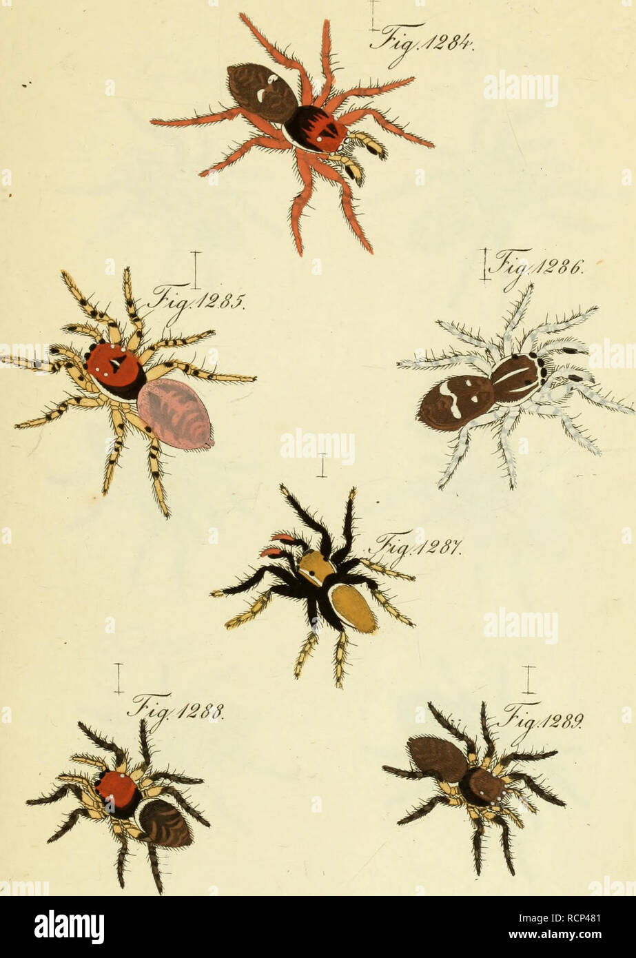 Die Arachniden : Getreu nach der Natur abgebildet und beschrieben.  Arachnida. .%rA ccccx^na V.J2S4-. 3ZJ£86:. ÄptäSt. S°^^Myj Javier L m^. ,  %^S5.^Aem. %ys£tö 3. ruuw« „«?. r.. Please note that these