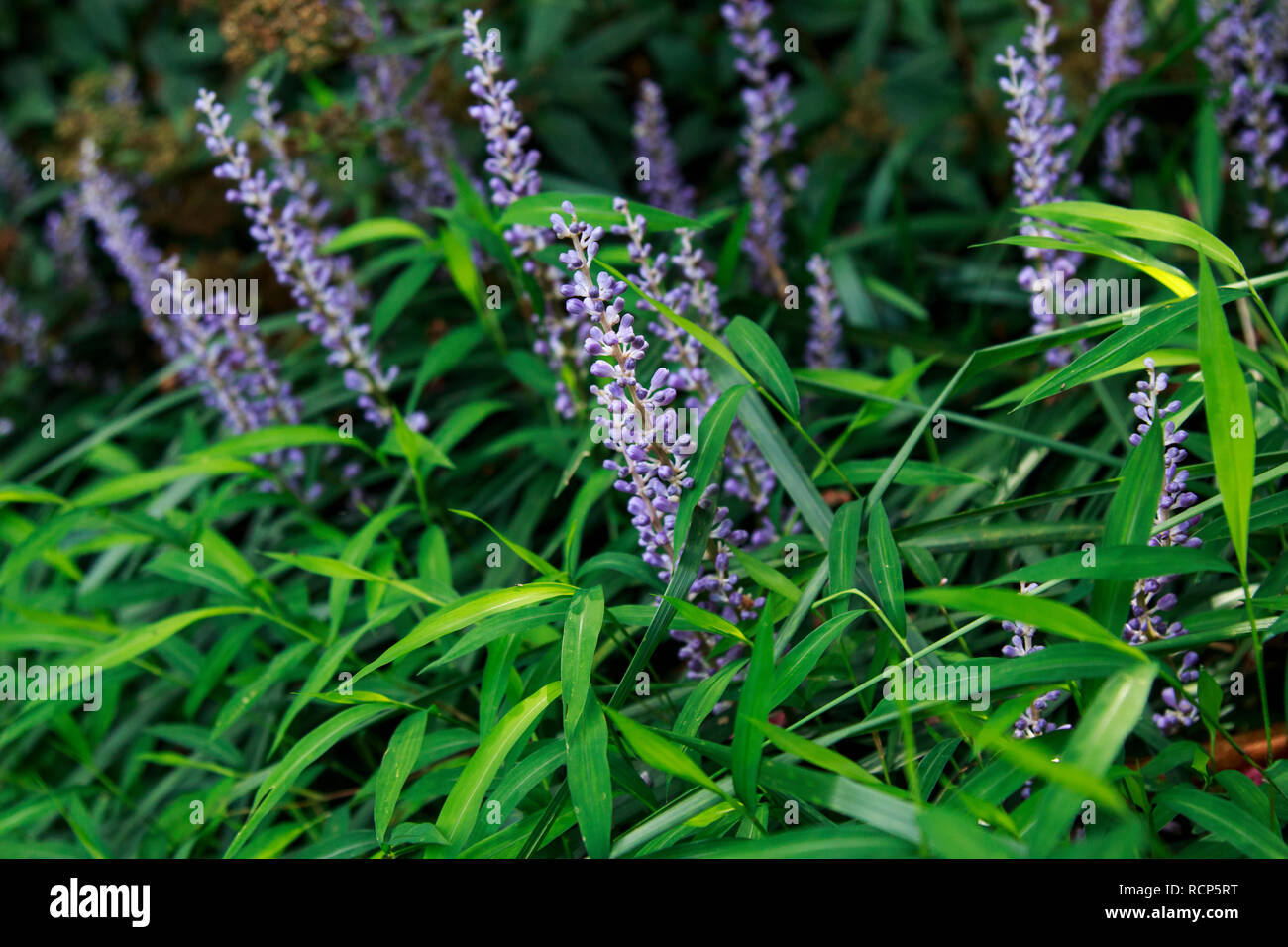 Tall grass garden hi-res stock photography and images - Alamy