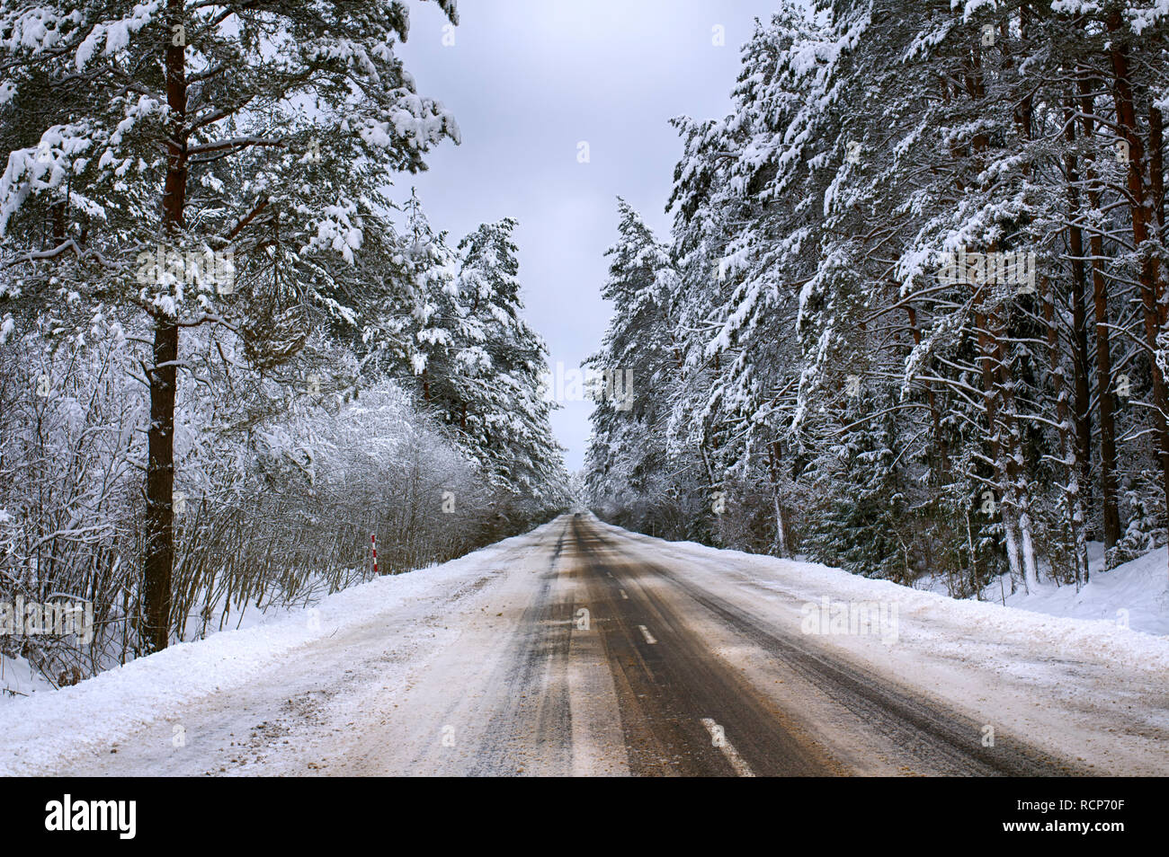 Winter road in spruce forest hi-res stock photography and images - Alamy