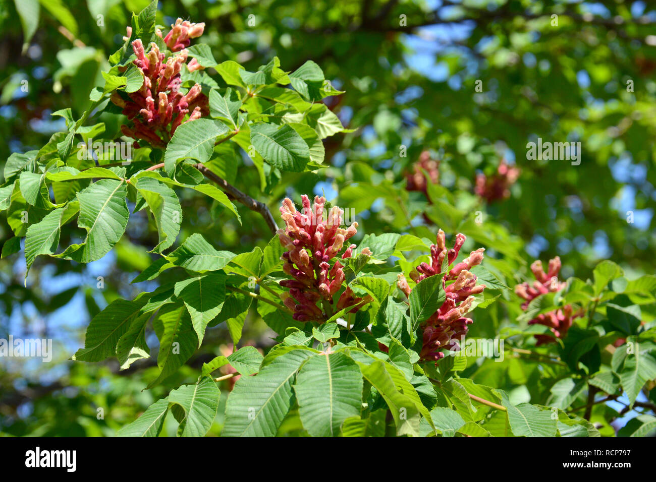 red horse-chestnut, hússzinu vadgesztenye, Aesculus x carnea, Fleischrote Rosskastanie, Rotblühende Rosskastanie, Purpurkastanie Stock Photo