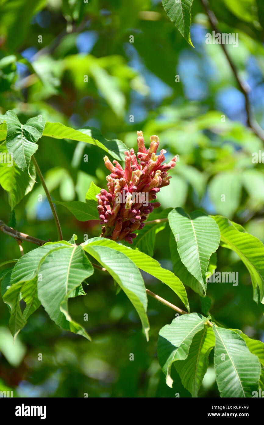 red horse-chestnut, hússzinu vadgesztenye, Aesculus x carnea, Fleischrote Rosskastanie, Rotblühende Rosskastanie, Purpurkastanie Stock Photo