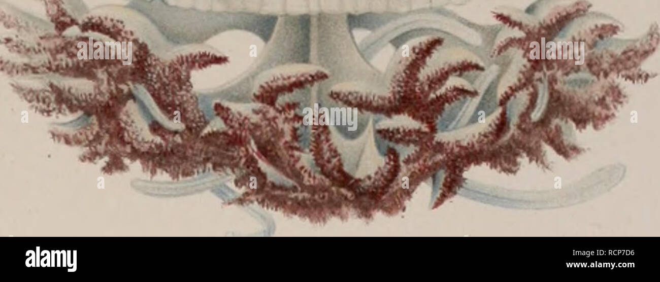 Die Acraspeden Medusen Der Deutschen Tiefsee Expedition 1898 1899