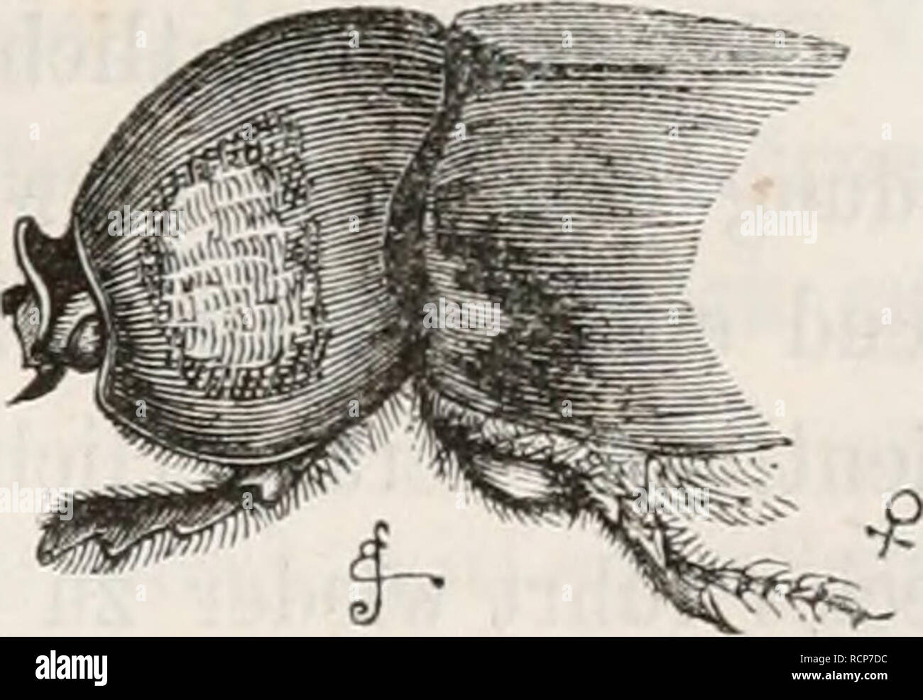 . Die Abstammung des Menschen und die geschlechtliche Zuchtwahl. Evolution. Fig. 18. Dipelicus cantori. &quot;^*^. Please note that these images are extracted from scanned page images that may have been digitally enhanced for readability - coloration and appearance of these illustrations may not perfectly resemble the original work.. Darwin, Charles, 1809-1882; Carus, Julius Victor, 1823-1903. Stuttgart, E. Schweizerbart'sche Verlagshandlung Stock Photo