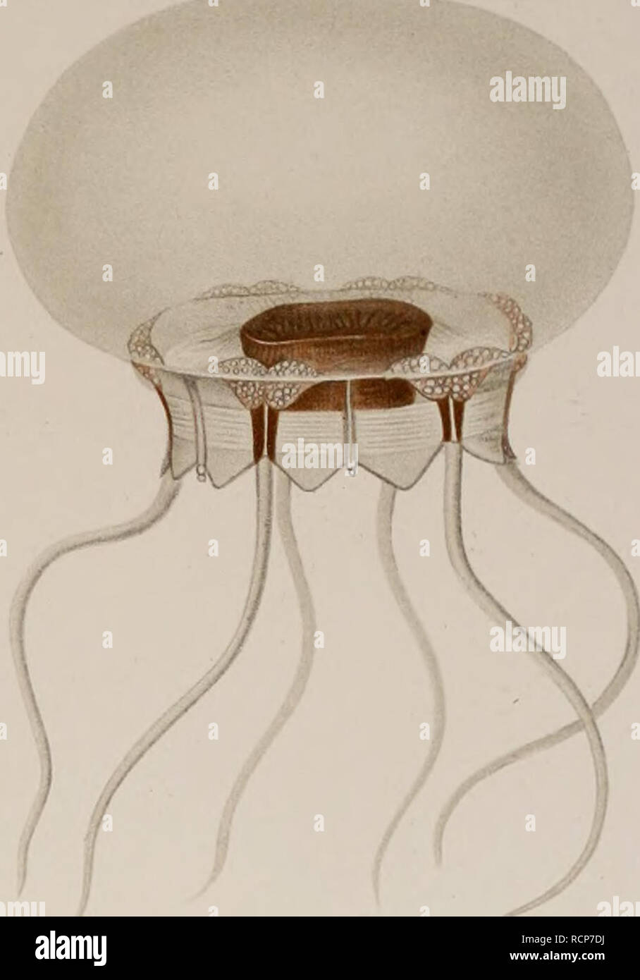 . Die acraspeden Medusen der deutschen Tiefsee-Expedition 1898-1899. Mit Tafel I-VIII. Jellyfishes. â â¢-'â¢â /. Please note that these images are extracted from scanned page images that may have been digitally enhanced for readability - coloration and appearance of these illustrations may not perfectly resemble the original work.. VanHÃ¶ffen, Ernst, 1858-. [Jena, G. Fischer Stock Photo