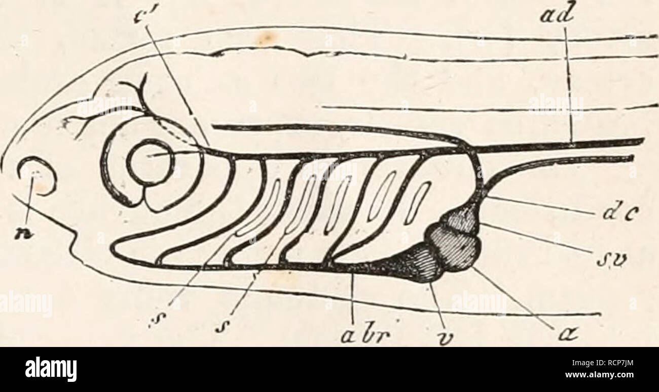 . Elements of comparative anatomy. Anatomy, Comparative. Fig. 325. Diagram of the arterial arches. 1—5. a Branchial artery, a&quot; Aorta. c Carotid. the last pair, or they are. given off on either side of a common short trunk; this is especially well seen in the posterior branchial arteries of the Selachii, and in various Ganoids and Teleostei; or, the primary trunk of the bran- chial artery divides at its origin into two equal and lateral branches, from which the various branchial arteries are given off (e.g. Bdellostoma among the Mysinoidea). Fig. 326. Head of an embryonic Teleo- stean, wit Stock Photo