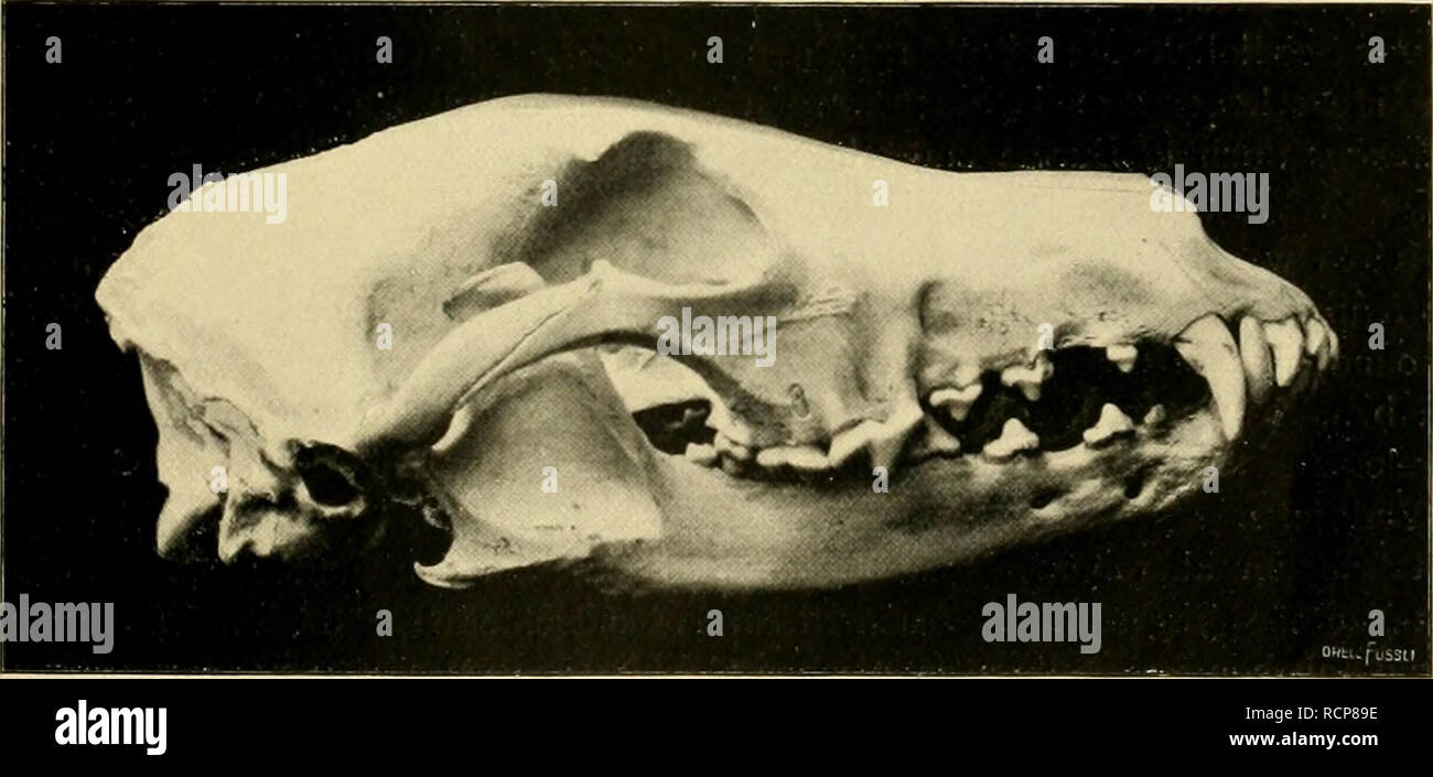 Die Abstammung Der Altesten Haustiere Domestic Animals Schadel Von Ca Fi Im Original I Iis