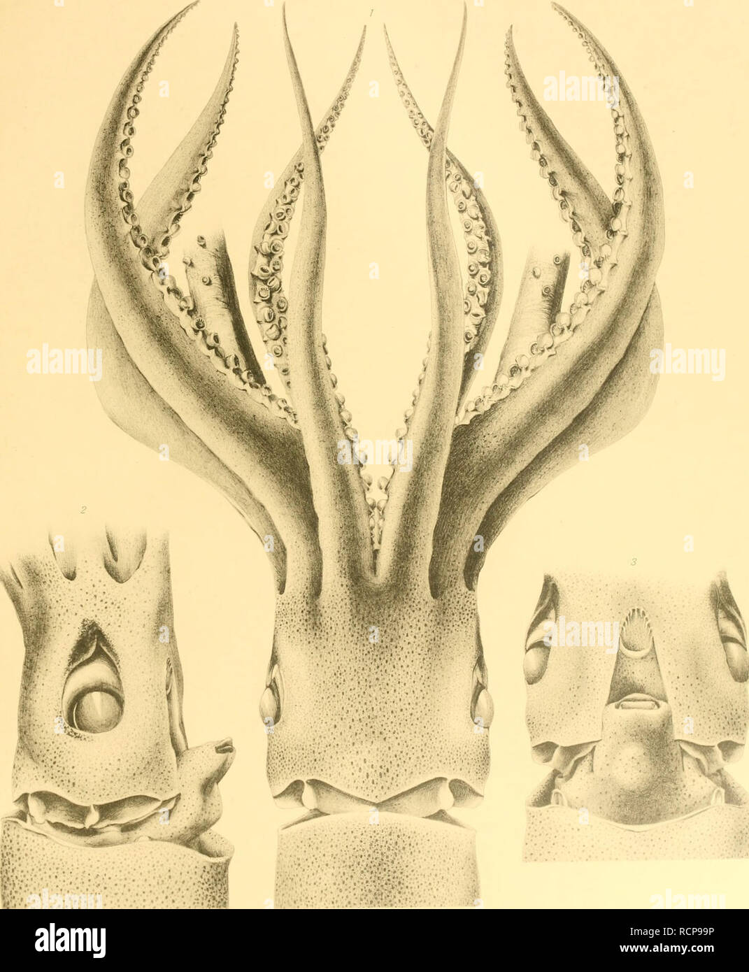 Die Cephalopoden Der Plankton Expedition Zugleich Eine
