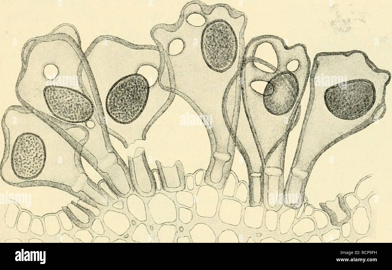 . Die gallen der pflanzen, ein lehrbuch für botaniker und entomologen. Galls (Botany). Biologie der Gallen. :^5&quot; liaben freien Weg- in die Außenwelt. Die Gallen des Pemphigus vesi- carius (auf Populus) öffnen sich mit zahlreichen ähnlichen Mündungen, Unregelmäßig- reißen die Ulmeugallen der Schizoneura lanuginosa an den Scheiteln auf; die Gallen des Pemphigus corniculmnus (auf Pistacia) bekommen an der Spitze Längsrisse, Die Gallen der Rho- palomyia millefolii öffnen sich oben blumenartig ^), Daß Gewebespannungen die Ursache des Aufreißens sind, ist nicht zu bezweifeln; wie diese zustande Stock Photo