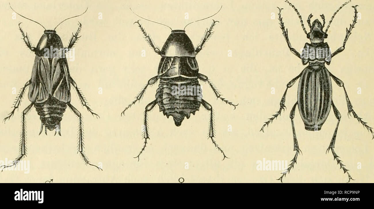 . Die Funktionen des Centralnervensystems und ihre phylogenese. Neuroanatomy; Neurophysiology. 46 Insecten. cleren Abbildungen in natlirlicher Grosse ich zur Orientiruiig fur den Leser hier nebenbei habe aufnehmen lassen (Fig. 7 a, 7 b, 8), ebenso wie weiterhin das Nervensystem des letzteren. Neben diesen Insecten wurden zur Untersuchung herangezogen der Todtenkafer [JBJaps moHisaga)^ der Rosskafer {Geotrupes vernalis) Fiff. 7 a. Fig. 7 b. Fio-. 8.. Kiiclienschabe {Blatta orientalis). Goldkafer (Carabus auratus). und manche andere, die mir der Zufall in den Weg fiihrte. Von den Fliegen die Stu Stock Photo