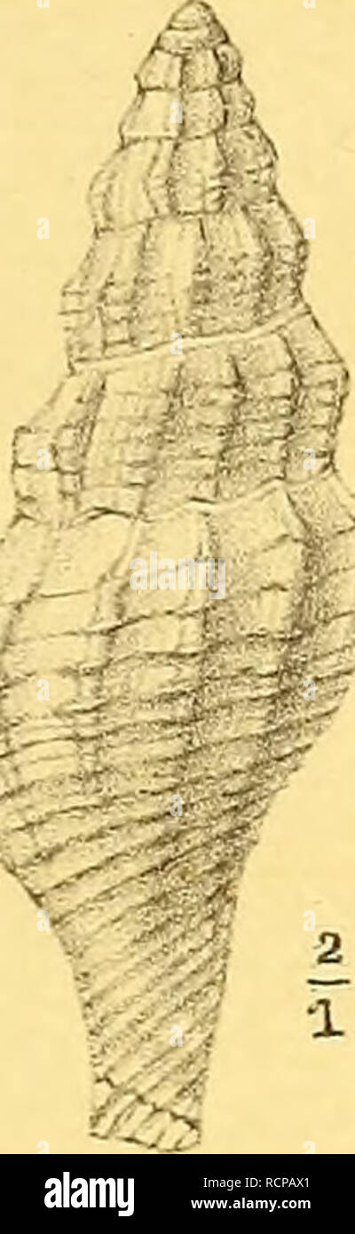 . Die fossilien von Java auf grund einer sammlung von Dr. R.D.M. Verbeek und von anderen;. Paleontology; Mollusks, Fossil. K.MARTIN, DIE FOSSILIEN VON JAVA. MOLLUSKEN TAFV. 71. 75. 72. 7G. 78.. Please note that these images are extracted from scanned page images that may have been digitally enhanced for readability - coloration and appearance of these illustrations may not perfectly resemble the original work.. Martin, Karl, 1851-1942; Verbeek, R. D. M. (Rogier Diederik Marius), 1845-1926; Netherlands (Kingdom : 1815- ). Departement van Kolonien. Leiden, Buchhandlung und druckerei vormals E. J Stock Photo
