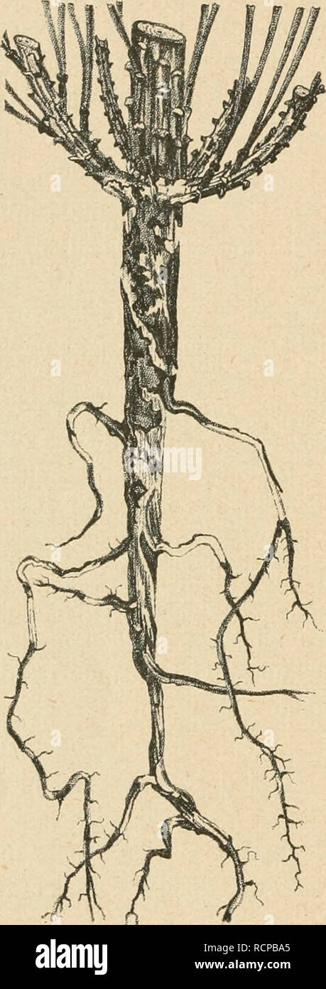 . Die forstinsekten Mitteleuropas. Ein lehr- und handbuch. Trees; Beneficial insects. Coleoptera. — 7. Familienreihe: Rhynchophora. An Kiefer kommen vor: Hylurgus ligniperda F., Hylastes ater Payk., attenuatus Er., angustatus Hbst. und opacus Er., an Fichte dagegen nur: Hylastes cunicularius Er. Daß eine Art an Kiefer und Fichte zugleich vorkommt, ist eine Ausnahme; Tredl erwähnt dies nur von Hyl. atigustatiis. Bei cunicularius gibt er neben der Fichte noch die Lärche als Fraßpfianze an. Im übrigen stimmen die sämtlichen wurzel- brütenden Hylesinen biologisch und forstlich so weitgehend überei Stock Photo