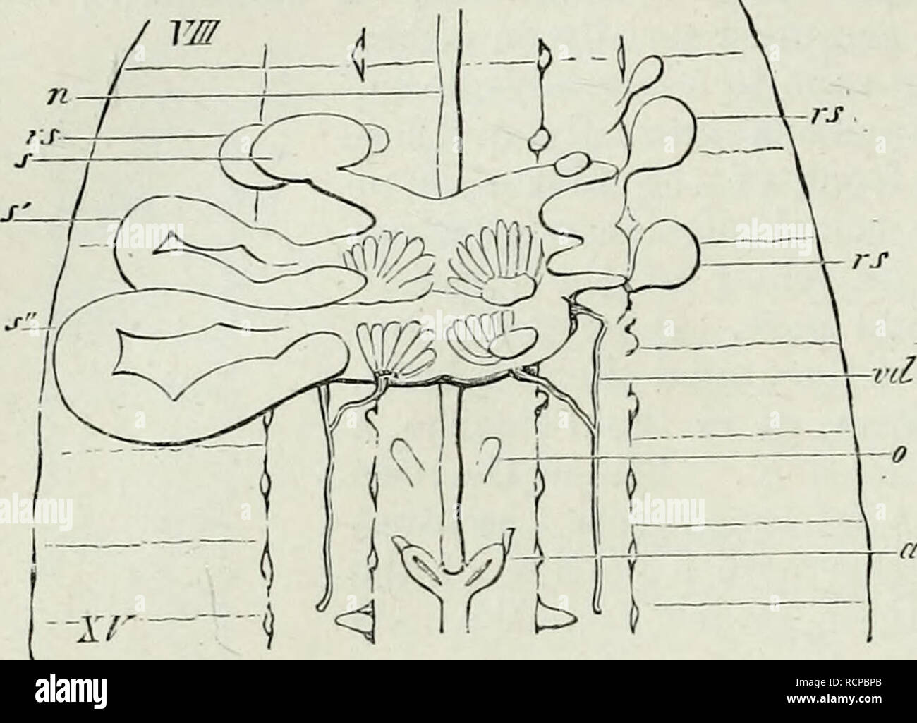 . Elements of Comparative Anatomy. 188 COiMPAEATIVE ANATOIMY.. -ad Fig. 92. Generative organs of the Earth-Worm. The portion of the body which contains these organs is opened from above, and the walls ai'e laid out on either side. Segments VIII.-XV. are figured, n Ventral ganglionic chain, s s's&quot; Diverticula of the testes, rd Their efferent ducts. 0 Ovary, ad Ovarian ducts, rs Receptaculuni seminis (after Hering). Eacli pair of testes has a seminal vesicle of this kind (Fig. 92, s's&quot;), whicli is placed across the middle line, and is further provided with lateral diverticula. y^ . h  Stock Photo