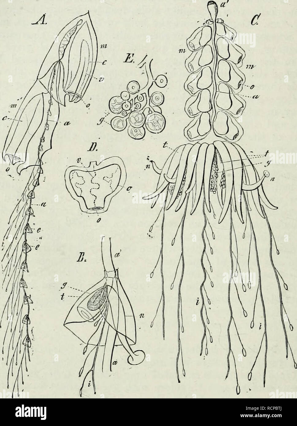 . Elements of Comparative Anatomy. 96 COMPARATIVE ANATOMY. These are— 1) Locomotive Persons (Nectocalyces): those conform most completely to the Medusa-type, and are united together by twos. Fig. 33. Some colonies of Siphonoiahora. ADiplujes campanulata. B A group of appendages of the stem of tlie same Diphyes. C Physophora hydrostatica. A separate nectocalys of it. E Cluster of female generative buds of A&lt;jalma Sarsii. D a Trunk or axis of the colony, d Air-bladder. m Nectocalyx. c Cavity in uectocalyx, invested by a contractile membrane, v Canals in the vralls of this cavity, o Opening of Stock Photo