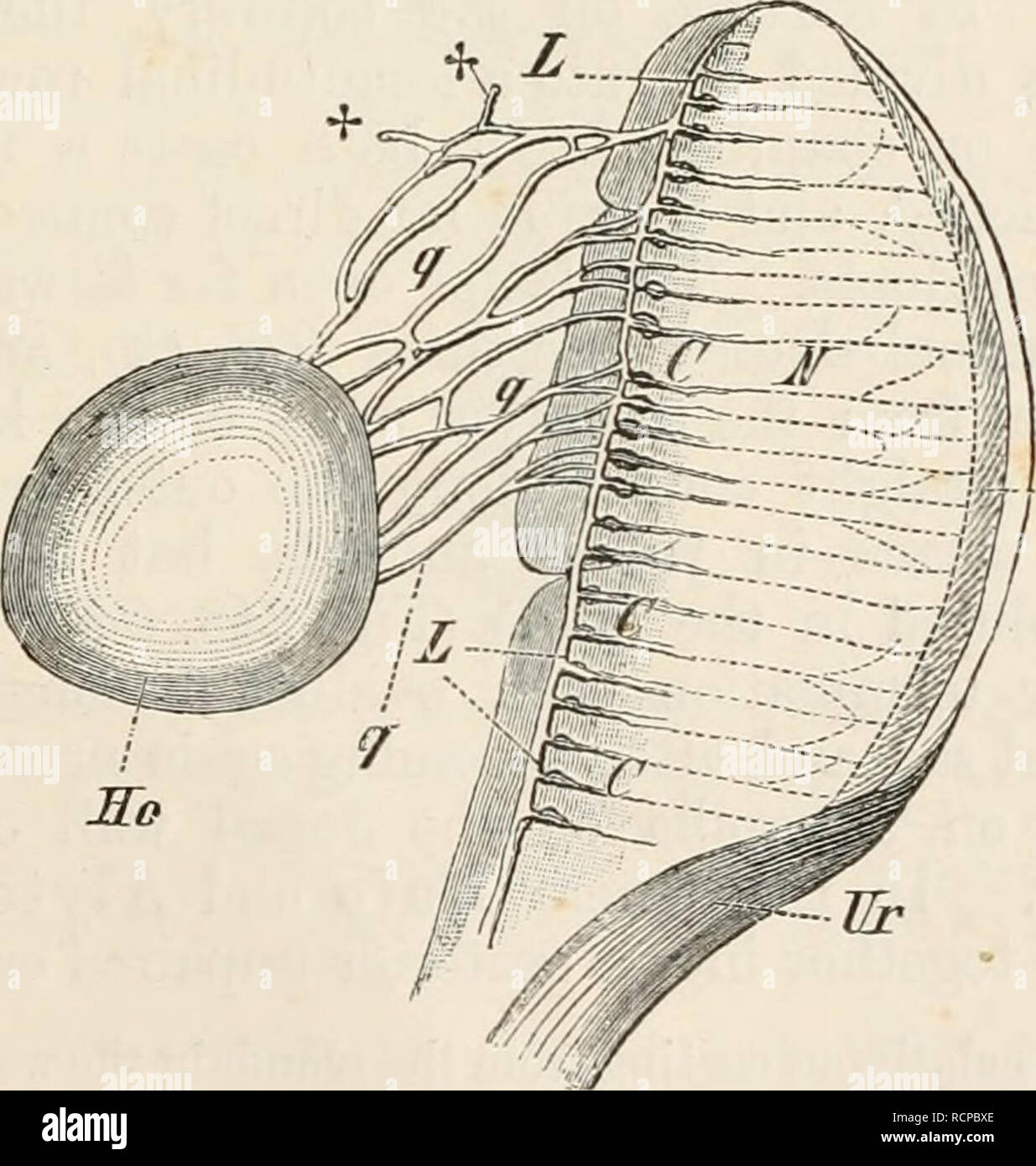 . Elements of the comparative anatomy of vertebrates. Anatomy, Comparative; Vertebrates -- Anatomy. -ES FIG. 246.—DIAGRAM OF A PORTION OF THE MALE GENERATIVE APPARATUS OF THE GYMNOPHIONA. Ho, Ho. testis ; Sg, collecting duct of testis ; K, K, testicular capsules ; Q, Q, transverse canals connecting the collecting duct with the longitudinal canal (L, L) ; Ql, Q1, second series of transverse canals ; M, M, Malpighian capsules ; N, N, kidney ; ST, nephrostome ; S, convoluted portion of urinary tubule ; Hti, urinogenital duct.. Ur FIG. 247.—TESTIS AND ANTERIOR END OF KIDNEY OF Eana, csculcnta. (Se Stock Photo