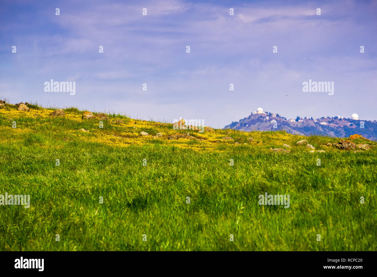 Blooming meadow in south San Francisco bay, Mount Hamilton in the background; San Jose, California Stock Photo