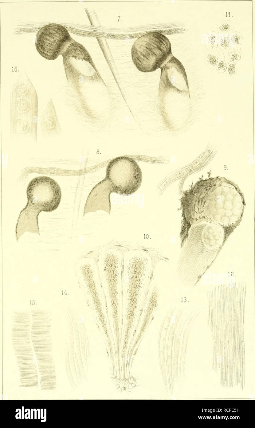 . Die augen©Þhnlichen organe der fische. Anatomisch untersucht. Eye; Fishes -- Anatomy. Taf.II.. Leidig del. Lith J.A.Hofmann,Würzburg.. Please note that these images are extracted from scanned page images that may have been digitally enhanced for readability - coloration and appearance of these illustrations may not perfectly resemble the original work.. Leydig, Franz, 1821-1908. Bonn, E. Strauss Stock Photo