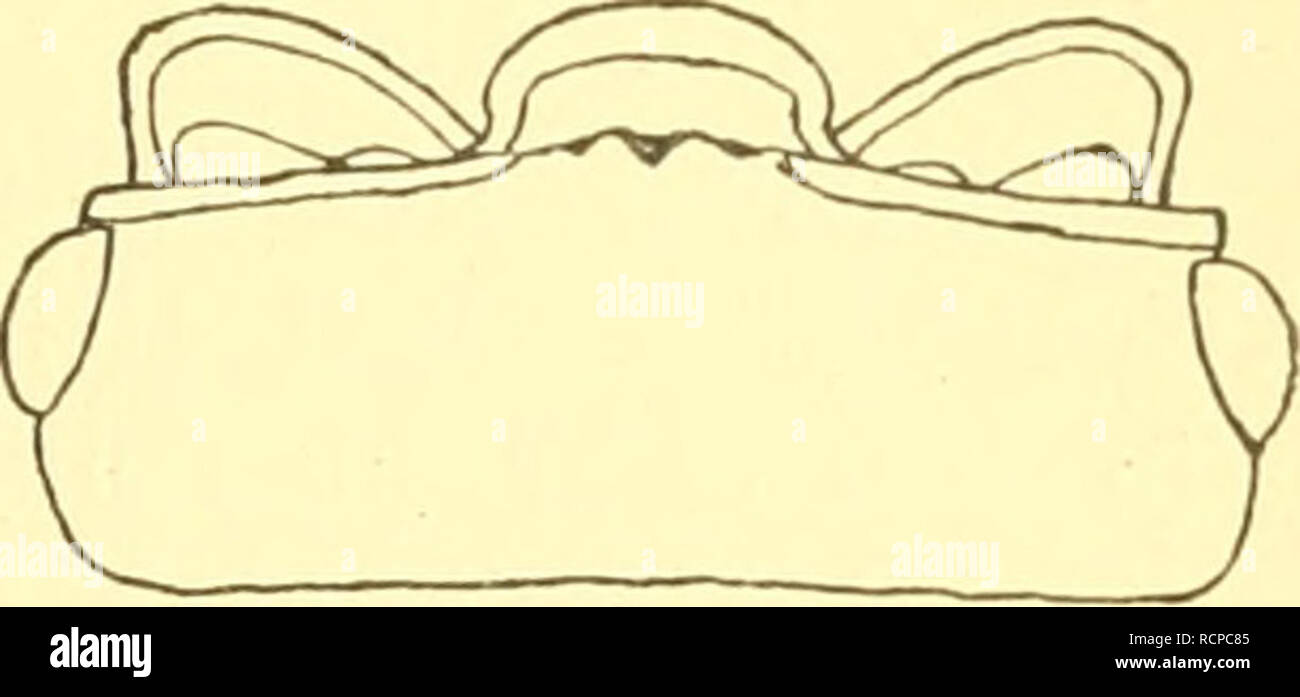 . Die Asseln oder Isopoden Deutschlands. Asellidae; Isopoda. Fig. 103. Armadillidmm cinereum, Kopf. Fig. 104. Armadillidium nasatum, Kopf. B, Der Oberrand der mittleren Stirnplatte ist immer mehr auf- gerichtet und läßt hinter sich, namentlich in der Mitte, einen breiten Spalt frei (Fig. 104—106); die Oberseite des Körpers ist, leicht angetrocknet, immer durch feine helle Punkte etwas matt a) Die mittlere Stirnplatte ist so hoch aufgerichtet, daß der nach oben vorragende Teil halb so hoch wie breit ist (Fig. 104); das vorletzte Glied der Fühler ist beim reifen Tier oft so lang oder länger als  Stock Photo