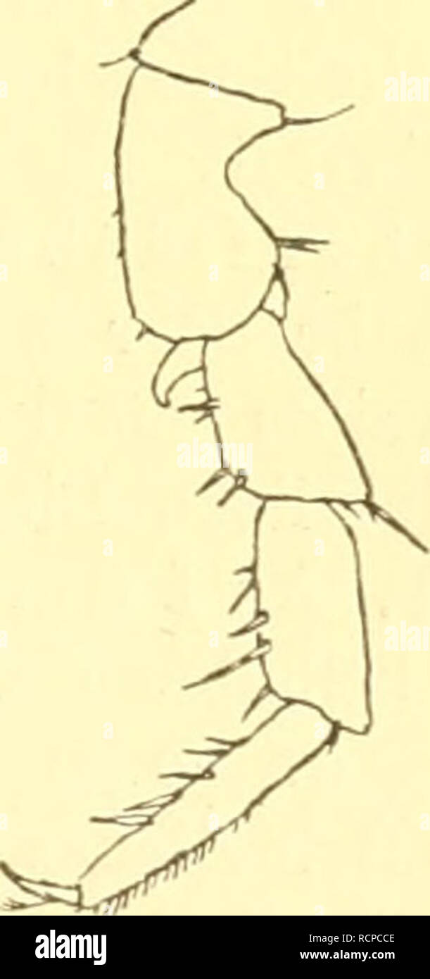 . Die Asseln oder Isopoden Deutschlands. Asellidae; Isopoda. Fig. 71. Trichoniscus pusillus, Fühler.. Fig. 72. Trichoniscus jmsillus, 7. Fuß. Fig. 73. Trichoniscus riparius, Fühler. Fig. 74. Trichoniscus riparius, d^, 7. Fuß. A. Die Fühler sind gedrungener (Fig. 26 u. 71); das 2. Schaft- glied ist mit kurzen, wenigstens zum Teil von Grund auf zer- legten Dörnchen versehen; die Geißel ist beim ausgebildeten Tier 3—4gliedrig, aber meist nur das 1. Glied scharf abgesondert (Fig. 26). An dem letzten Gliede des 7. Beinpaares (vor der Kralle) befinden sich nur 3—4 Stachelchen (Fig. 72); das Auge bes Stock Photo