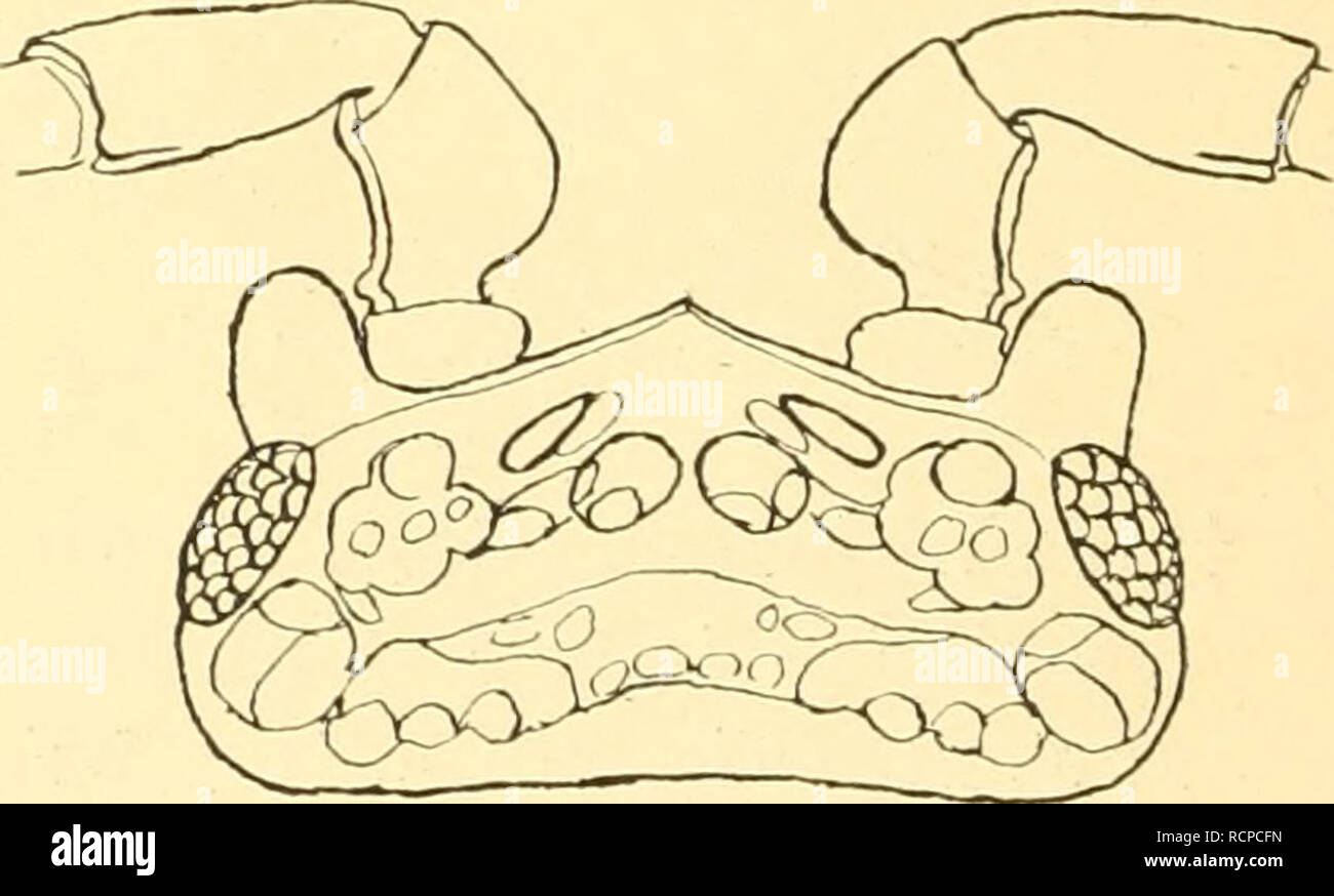 . Die Asseln oder Isopoden Deutschlands. Asellidae; Isopoda. 18 Übersicht über die Gattungen. ff Das Telson ist hinten stärker verjüngt, meist fast zugespitzt (Fig. 47) und nicht auffallend dunkel gefärbt, bei breiter Rundung lang ausgezogen (Fig. 52); der Ausschnitt des 5. Hinterleibssegments erweitert sich nach hinten mehr oder weniger; der Außenast der Schwanzfüße ist stets ge- streckter (Fig. 51); die obere Kopfplatte ragt nur bei Porcellio scaber und düatatus in der Mitte gerundet winklig (Fig. 50),. sonst gerundet vor; das Endglied der Fühlergeißel ist nur bei jungen Tieren bisweilen übe Stock Photo