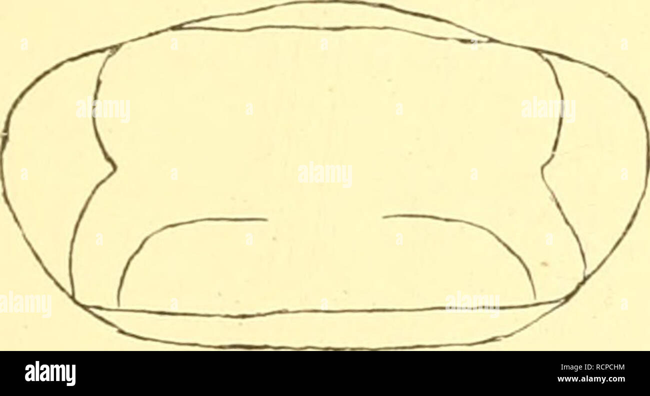 . Die Asseln oder Isopoden Deutschlands. Asellidae; Isopoda. tJbersicht der Gattiiugen. 11 mehr Gliedern, ist aber oft dünn und undeutlich gegliedert (Fig. 26); die Augen, wenn sie wohl entwickelt sind, stoßen, von oben gesehen, an den Vorderrand des Kopfes (Fig. 24), bestehen aber oft nur aus 1—3 Ocellen (Fig. 34 u. 25) oder fehlen ganz (Fig. 30 u. 32); der Außenast des Schwanzfußes ist meist mit ebenso langen Endborsten ver- sehen wie der Innenast fFig. 18 u. 27), nur bei Ligidium mit kürzeren (Fig. 20); die Epimeren des 3.-5. Hinterleibs- segments sind meist schmal (Fig. 18, 22 usw.) nur be Stock Photo