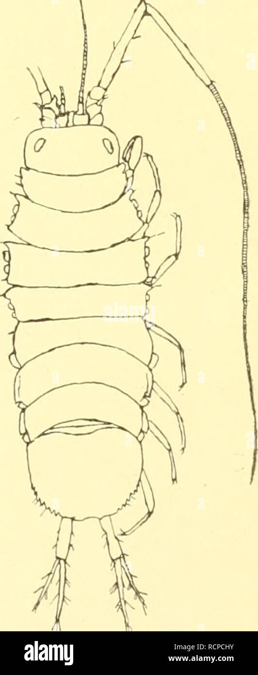 . Die Asseln oder Isopoden Deutschlands. Asellidae; Isopoda. Fig. 15. Munna kröyeri (nach Sars). 14 :1. Fig. 16. Pleurogonium rubicundum (nach Sars). 27 :1.. X Die beiden längsten Glieder der langen Außenfühler sind jedes einzeln etwa so lang wie das Telson (Fig. 17); Fig. 17. janira macu- die GTeißelglieder dieser Fühler sind ^'^^&quot;- ^•^• sehr kurz, wenigstens 60 Glieder breiter als lang; die Beine des 2. Paares sind fast um die Hälfte länger als die des 7. Paares; die Seitenränder des 2. und 3. Thoracalsegments. Please note that these images are extracted from scanned page images that ma Stock Photo