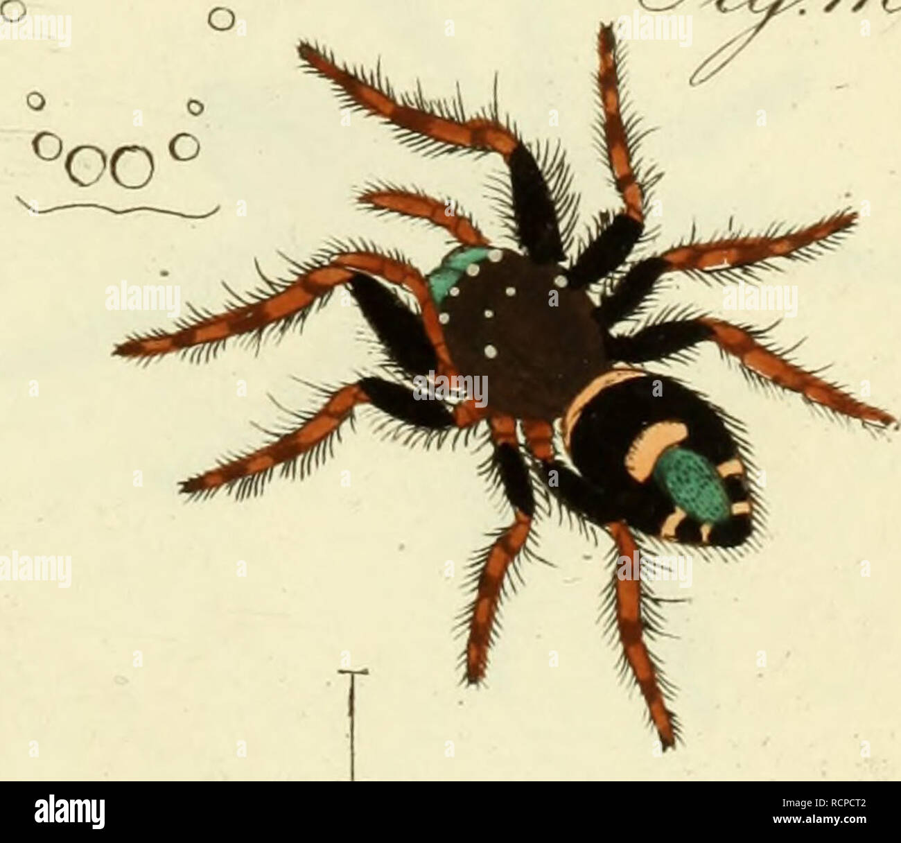 Die Arachniden Getreu Nach Der Natur Abgebildet Und Beschrieben Arachnida Y Gt Y Lt 97 U4 Ta O 7 Ffjf F Llco Ysy L Lt Fj7yf Jtj Mszj A Lt S 9 L7 Rbevdcrna Wud Jy Evri Please Note That These Images Are Extracted