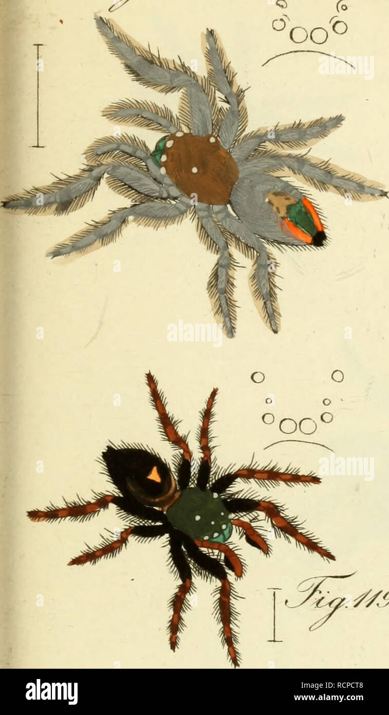 . Die Arachniden : Getreu nach der Natur abgebildet und beschrieben. Arachnida. 7 &lt;S Ca rrcriA. 02 ,,r S/.9J. //^tf. faa&lt;//J3.. Please note that these images are extracted from scanned page images that may have been digitally enhanced for readability - coloration and appearance of these illustrations may not perfectly resemble the original work.. Koch, C. L. (Carl Ludwig), 1778-1857; Hahn, Carl Wilhelm, 1786-1836. Nürnberg : In der C. H. Zeh'schen Buchhandlung Stock Photo