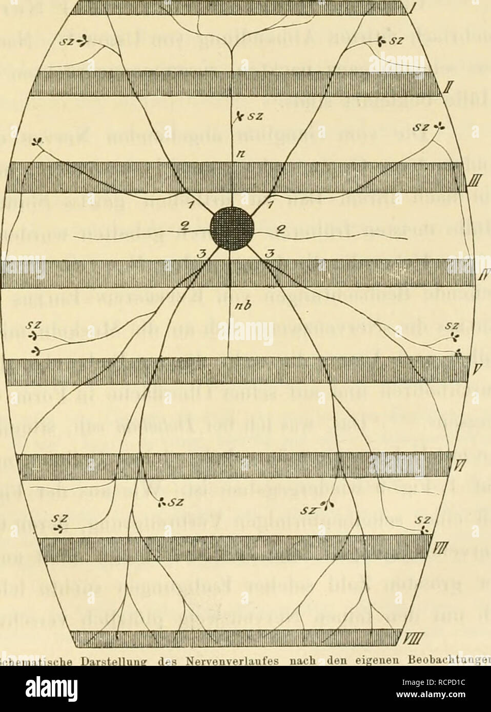 . Die arten der gattung Doliolum im golfe von Neapel und den