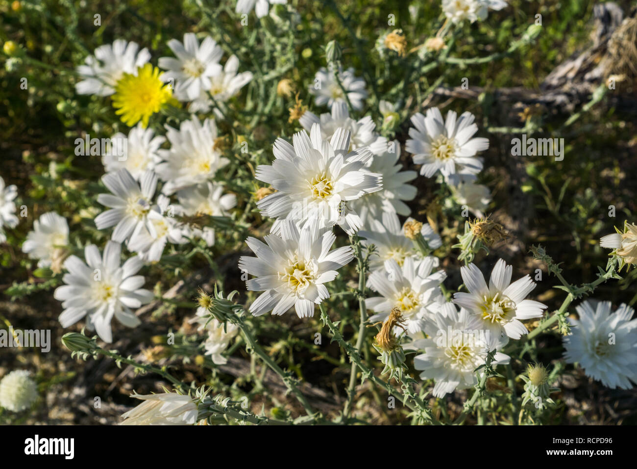 Image of Rafinesquia neomexicana wildflowers, also known as Desert Chicory, Plumeseed or New Mexico Plumeseed; Anza Borrego Desert State Park, Califor Stock Photo