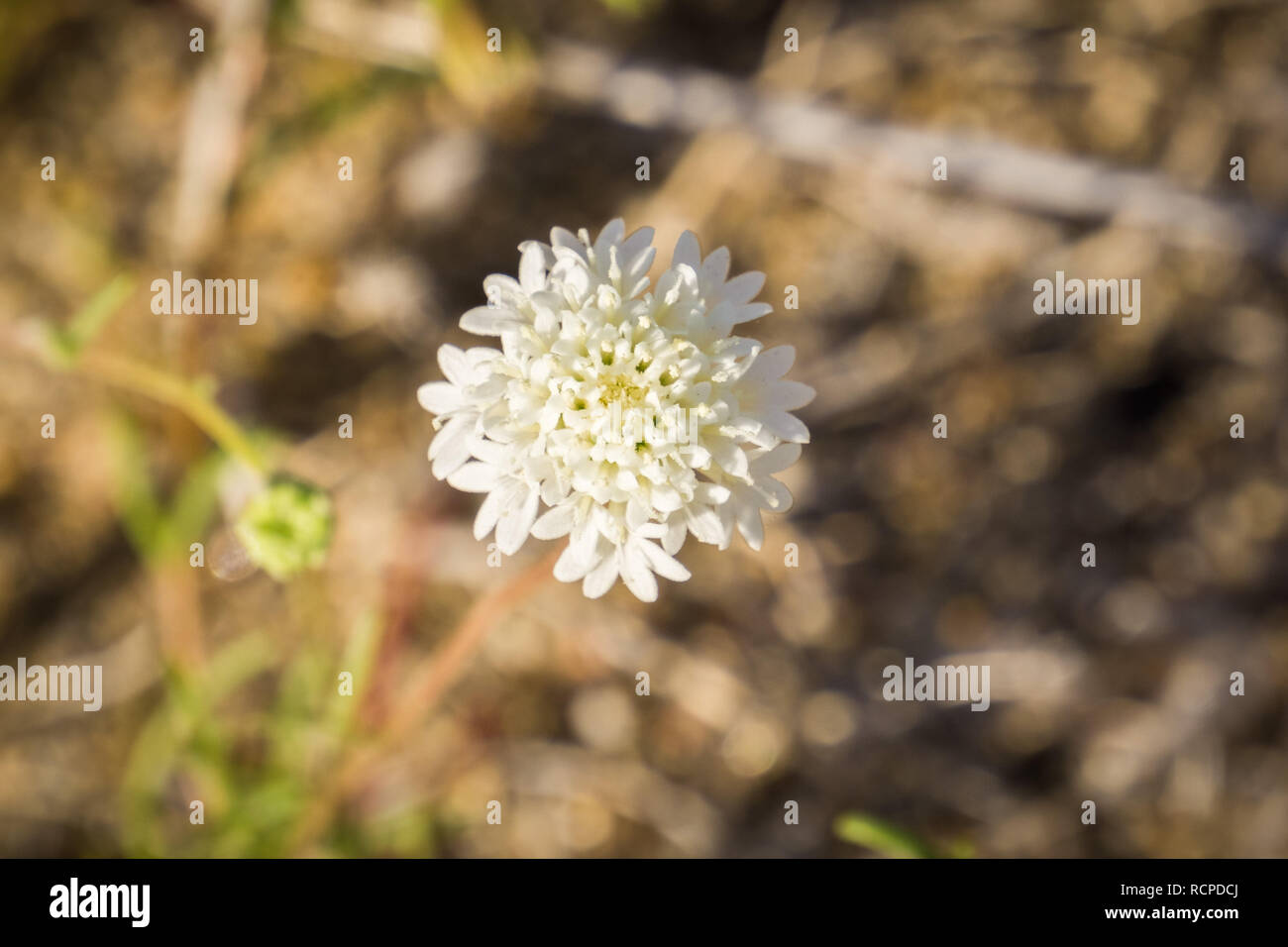 Close up of Chaenactis fremontii (Fremont's pincushion or Desert pincushion) wildflower, Anza Borrego Desert State Park, California Stock Photo