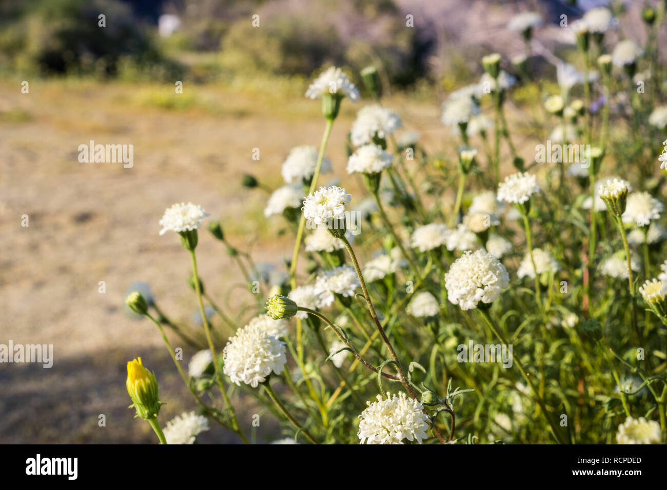 Shrub of Chaenactis fremontii (Fremont's pincushion or Desert pincushion) wildflower, Anza Borrego Desert State Park, California Stock Photo