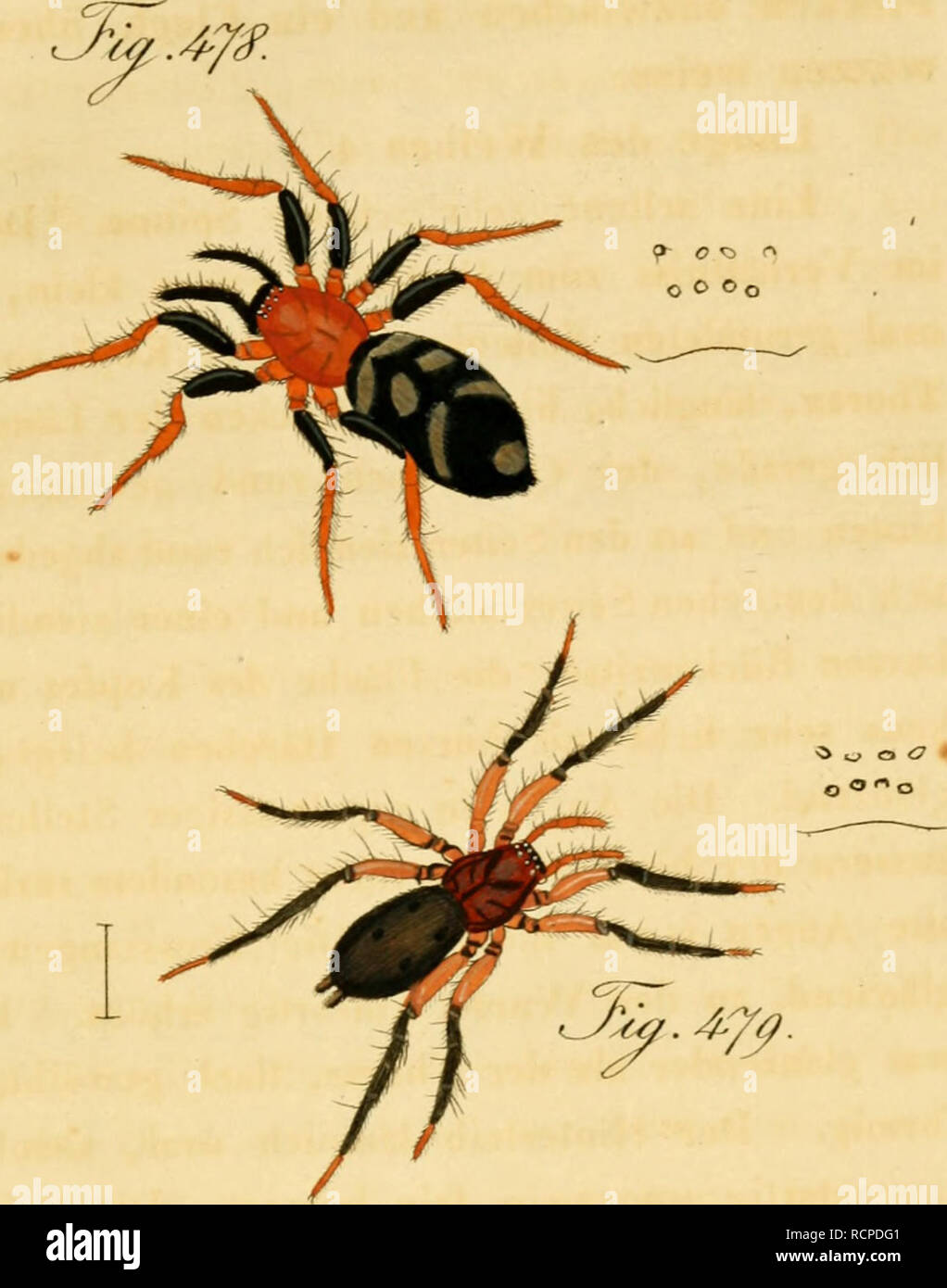. Die Arachniden. Getreu nach der Natur abgebildet und beschrieben. Arachnida. 'Oy ^ cxcm.. .^.4^V.. Please note that these images are extracted from scanned page images that may have been digitally enhanced for readability - coloration and appearance of these illustrations may not perfectly resemble the original work.. Koch, C. L. (Carl Ludwig), 1778-1857; Hahn, Carl Wilhelm, 1786-1836. Nürnberg : In der C. H. Zeh'schen Buchhandlung Stock Photo
