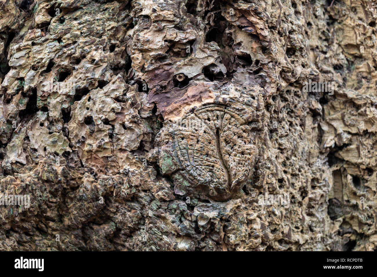 Close up of Pseudotsuga Menziesii - Douglas fir tree trunk bark Stock Photo