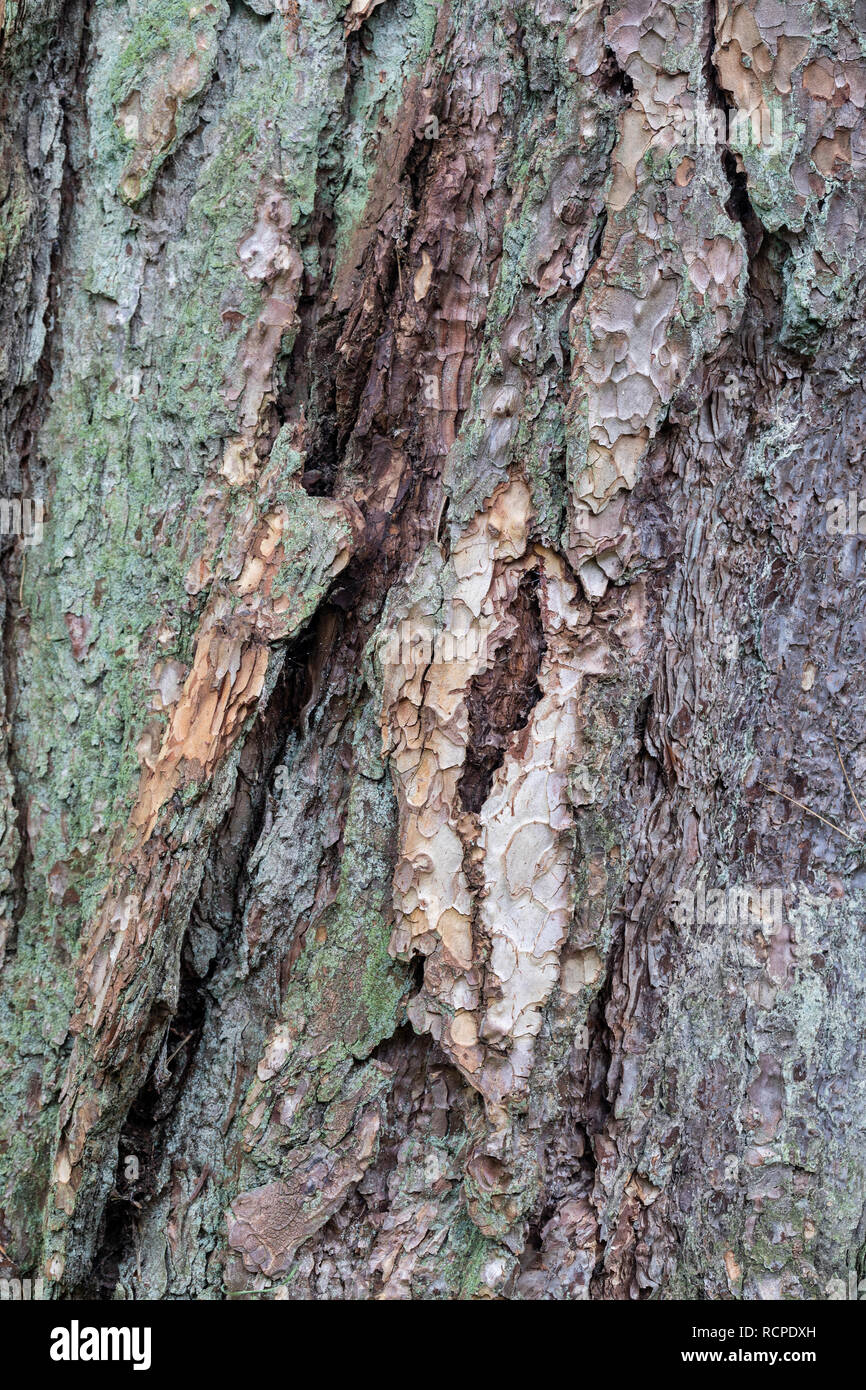 Close up of Pinus Nigra Pallasiana tree bark Stock Photo