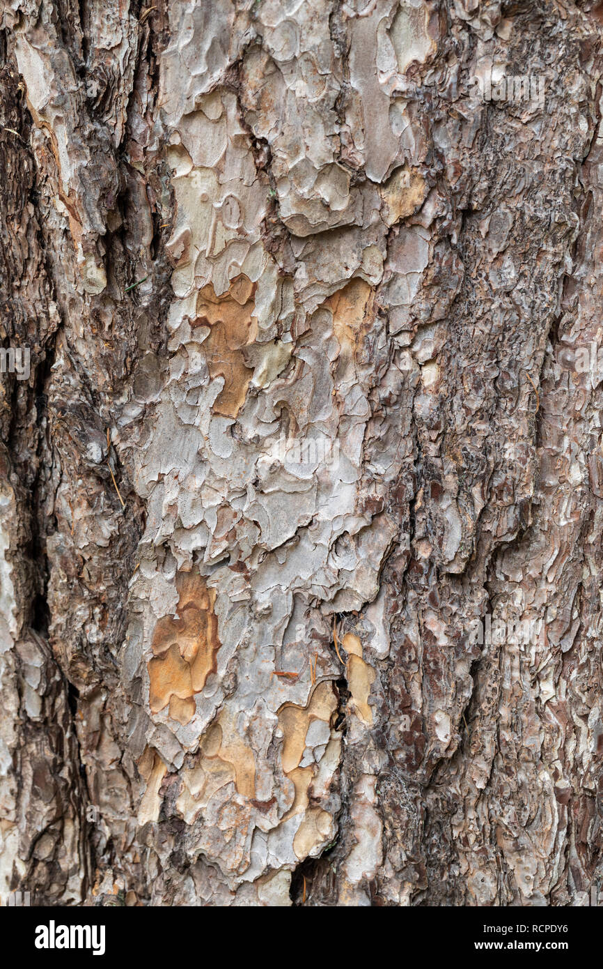 Close up of Pinus Nigra Pallasiana tree bark Stock Photo
