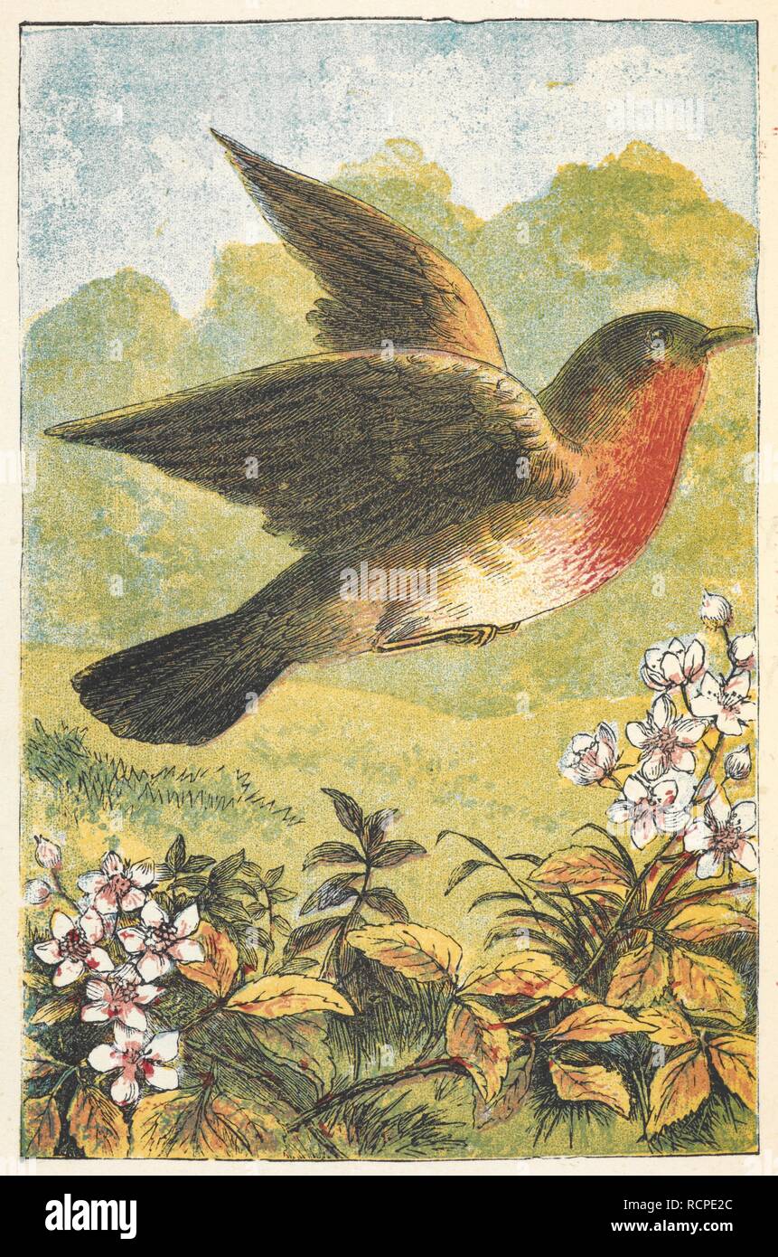 A robin in flight. The Robin Redbreast Picture Book. With ... illustrations. London ; New York, [1873]. Source: 12803.aaa.62. plate 2. Author: ANON. Stock Photo