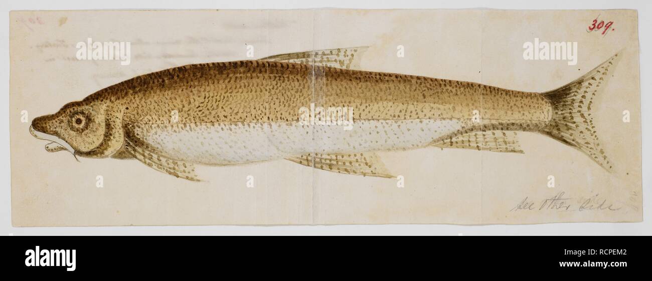 A species of Snow Trout (possibly). Family Cyprinidae, Genus â€˜Schizothoraxâ€™ or â€˜Schizopygeâ€™. Hearsey collection. c.1840. Medium: Watercolour Size: 112 by 335 mm. Source: NHD 2/309. Author: Hearsey, Sir John Bennet. Stock Photo