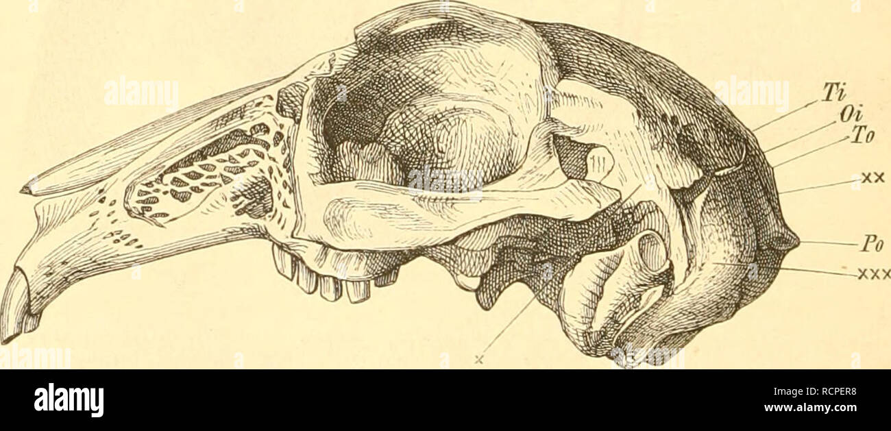 . Die Anatomie des Kaninschens in topographischer und operativer Rücksicht. Rabbits. 314 N. acusticus. Rr. auriculares superficiales (R. externus, SOS) entstehen dicht vor dem N. auricularis profundus anterior, versorgen die Mm. helico-occipitalis, fron- toscutularis, parotideo-aurieularis anticus und posticus; geben auch Fäden zum M. orbicularis palpebrarum. N. subcutanem colli superior verläuft gerade abwärts, hinter dem Ramus maxillae inferioris, an der medialen Seite der V. jugularis externa; gelangt in der Mitte des Halses vor der Vene auf ihre laterale Seite und den M. pla- lysma versorg Stock Photo