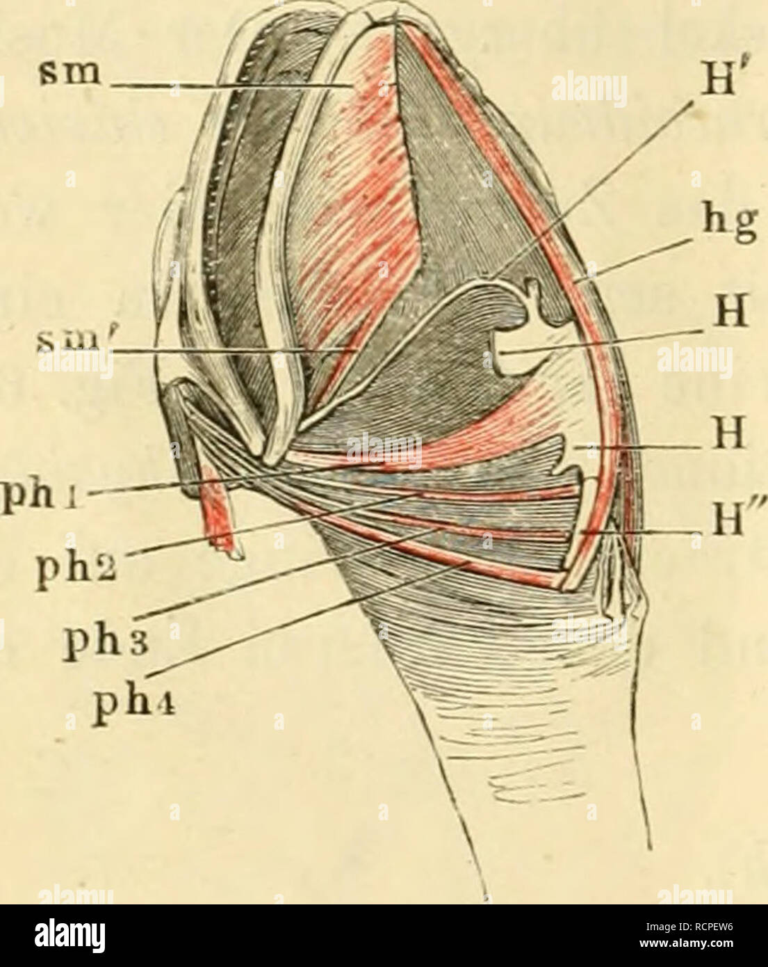 . Die Anatomie des Frosches; ein Handbuch fÃ¼r Physiologen, Ãrzte und Studire. 78 Muskelu des Zuugenbeins. lateralen Ausschnitt festsetzt. Die Hauptwirkung dieses Muskels scheint die eines w. constrictor pharyiujis zu sein. mm. petro- 23. 24. 25. miu. pct)'oJii/oidfi ])OStcriorcs (mihi) (Fig. G2 hyoidei post. pji 2, 3, 4). Cuvier, mm. stylohyoidei, 1. c. S. 537. Duoes, 20, 21, 22, masto-hyoidieus (Fig. 44). Zenker, petro-hyoideus siiperior uud iuf. Klein, stylo-layoideus, 1. c. S. 18. Drei lange und dünne Muskeln, die in ziemlich paralleler Rich- tung hinter einander liegen und vom Felsenbein  Stock Photo