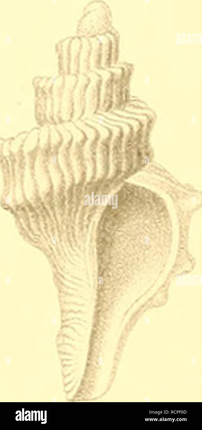. Die antarktischen Schnecken und Muscheln. Mollusks. 21 â l. 1 Prosipho contrarius. 2 Prosipho spiralis. V Prosipho ganssianus, 4 Prosipho bisaÃ¼ptus, 5 Prosiph enthria &quot;' smithi, .9 Pr Prosipho fusms, II unda, 15,1 obtech incm la, 21 Probnccimm ienerum, 22 Probaccin â¢ia plicatula, 26 Trophon drygalskii, 2*. Please note that these images are extracted from scanned page images that may have been digitally enhanced for readability - coloration and appearance of these illustrations may not perfectly resemble the original work.. Thiele, Johannes, 1860-1935; Deutsche SÃ¼dpolar-Expedition (19 Stock Photo