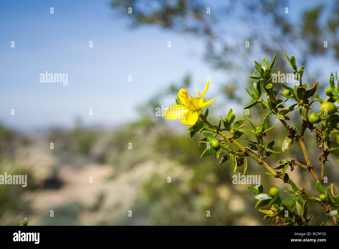 Creosote bush (Larrea tridentata) blooming in Joshua Tree National Park, California Stock Photo