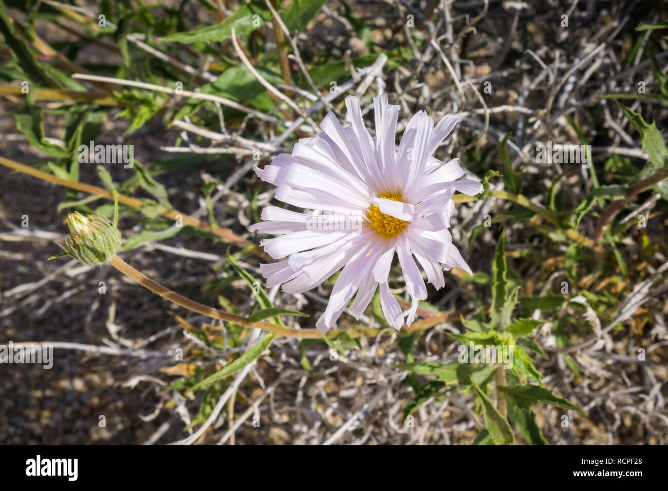 Close up of Mojave aster (Xylorhiza tortifolia) wild flowers blooming in Joshua Tree National Park, California Stock Photo