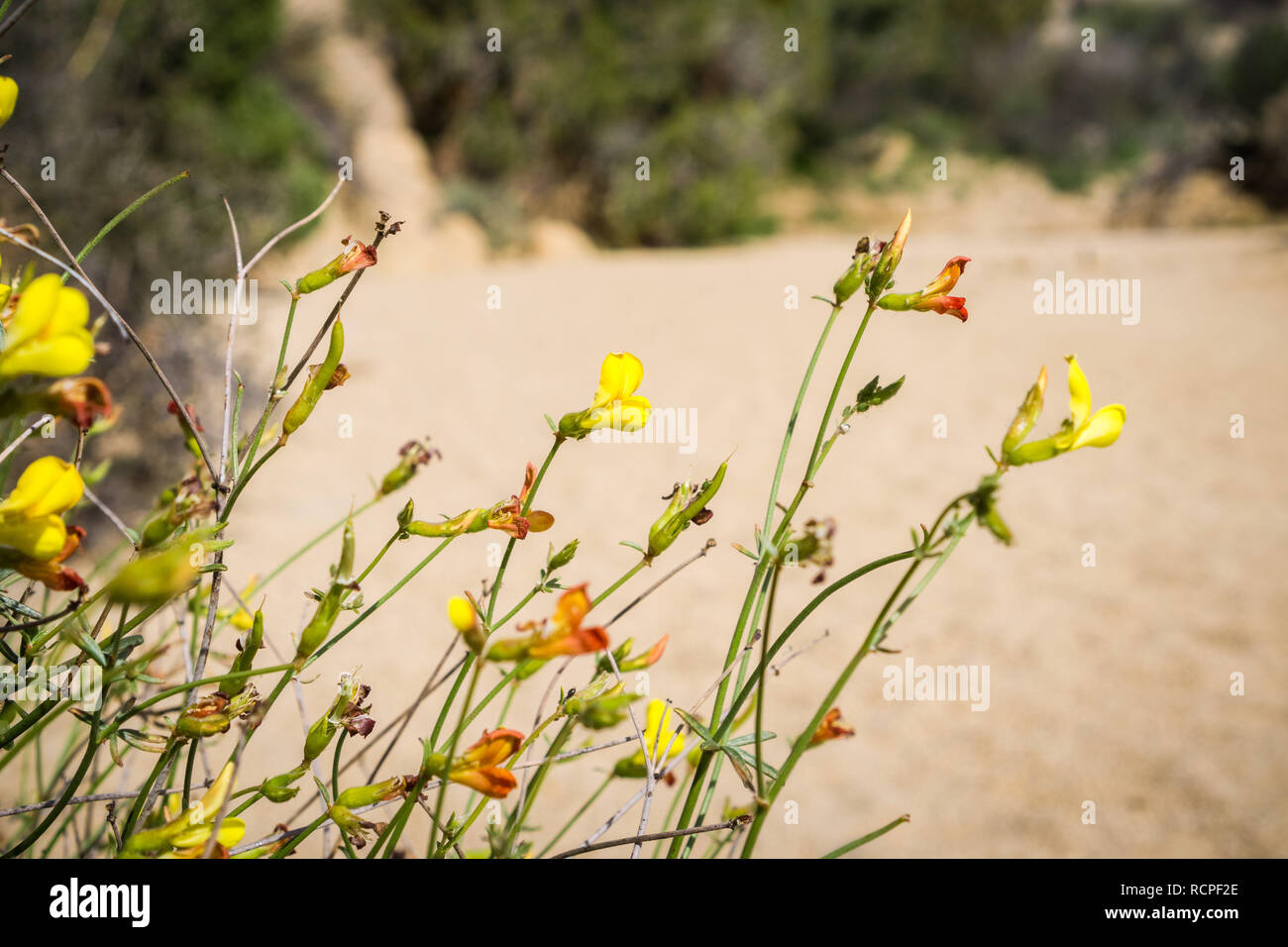 Afids on Strigose lotus (Acmispon strigosus) flowers in Joshua Tree National Park, California Stock Photo