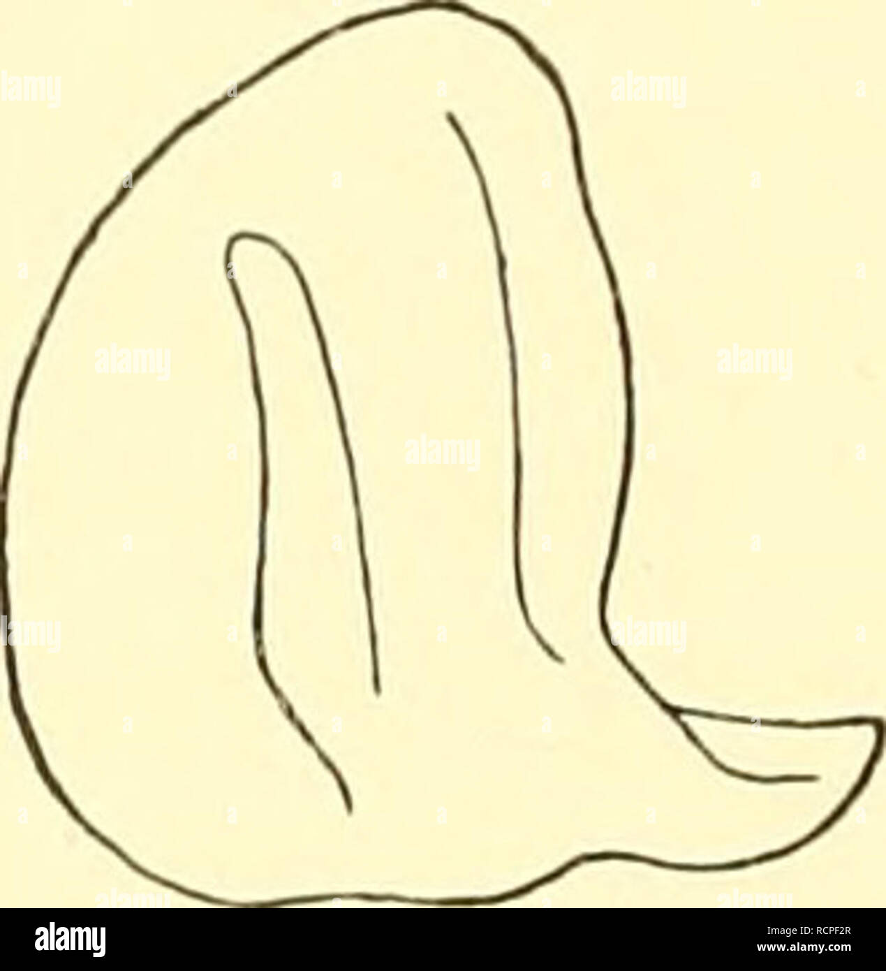 . Die antarktischen Schnecken und Muscheln. Mollusks. Textfig. 17. Textfig. 15.. Please note that these images are extracted from scanned page images that may have been digitally enhanced for readability - coloration and appearance of these illustrations may not perfectly resemble the original work.. Thiele, Johannes, 1860-1935; Deutsche Südpolar-Expedition (1901-1903). Berlin : G. Reimer Stock Photo