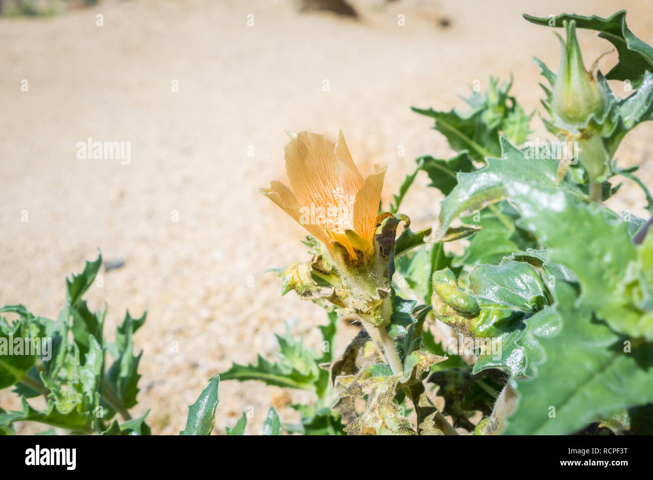 Sand blazing star (Mentzelia involucrata) blooming in Joshua Tree National Park, California Stock Photo
