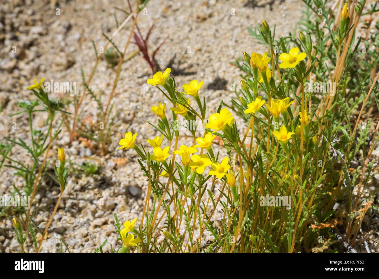 Golden Linanthus (Leptosiphon aureus) blooming in Joshua Tree National ...
