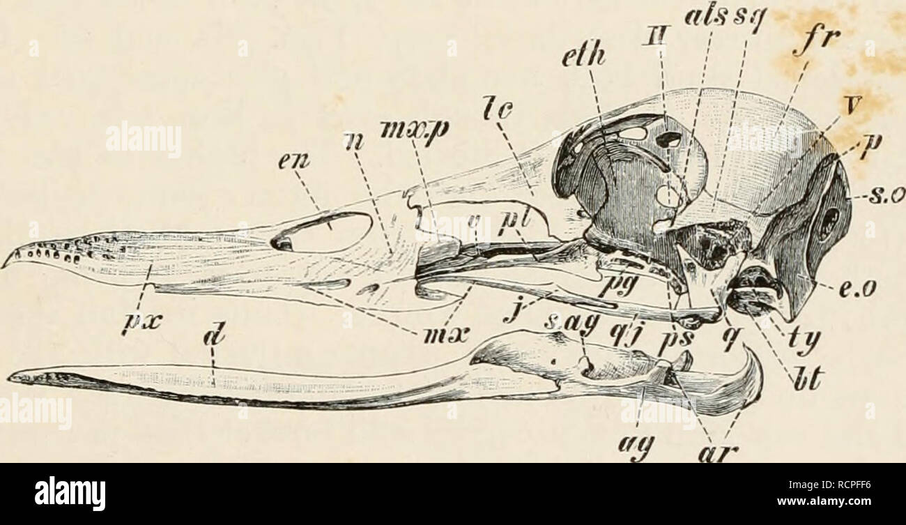 Anterior ethmoid artery hi-res stock photography and images - Alamy